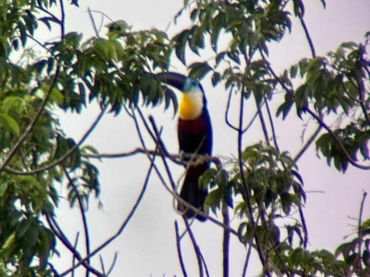 Toucan spotted during bird watching at Seliba Suriname