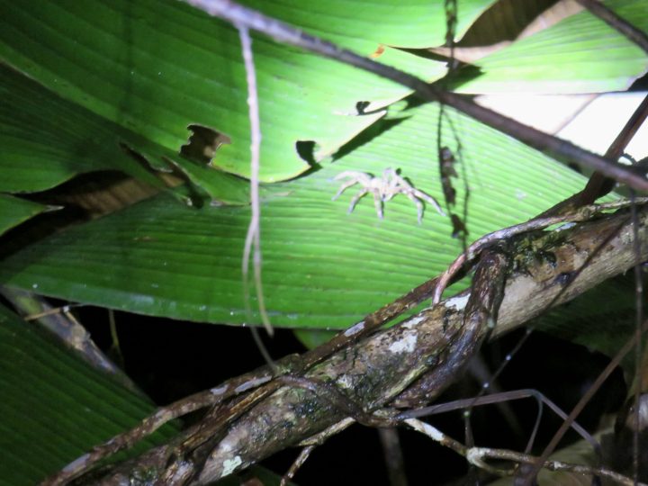 Banana spider during the Seliba night walk in Suriname