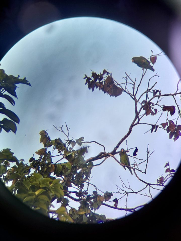 Tropical bird seen through a telescope at Seliba Suriname