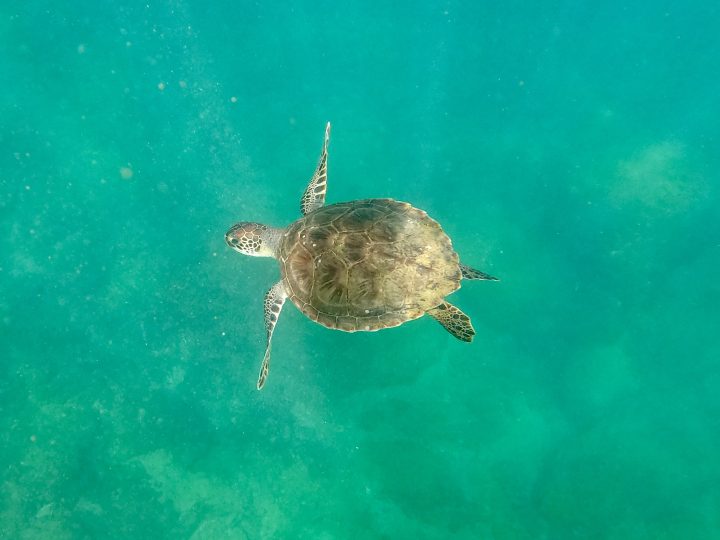 Turtle while snorkeling at Little Bay Castara Tobago