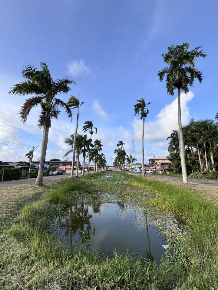 Palm-lined street in Nieuw-Nickerie Suriname