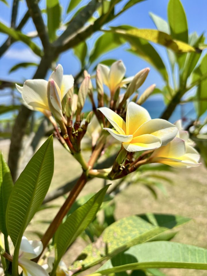 Yellow frangipani at Blue Stone Beach Flores