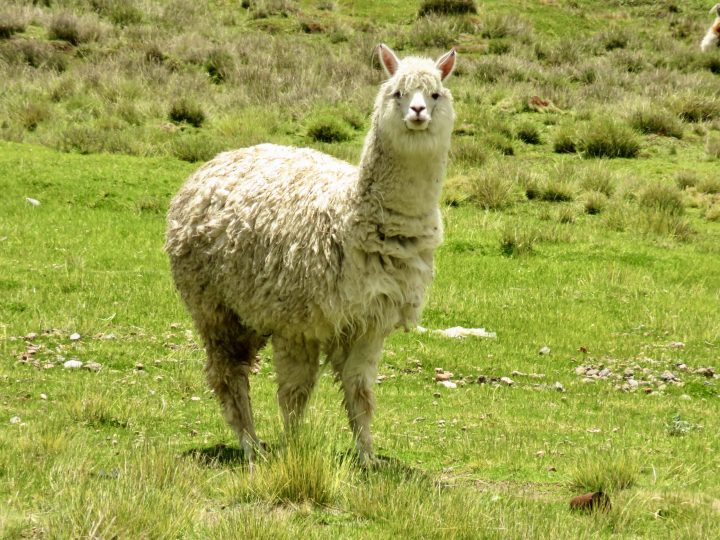Alpaca in the Colca Canyon landscape in Peru
