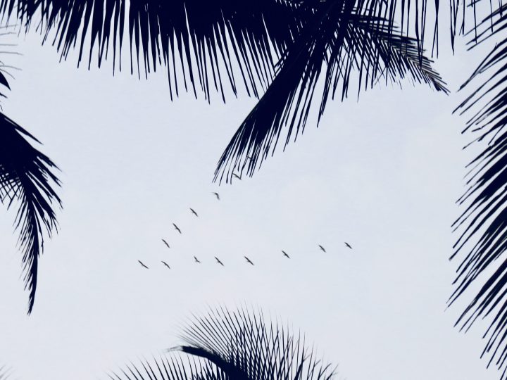 Birds flying between palm trees near Palomino Colombia