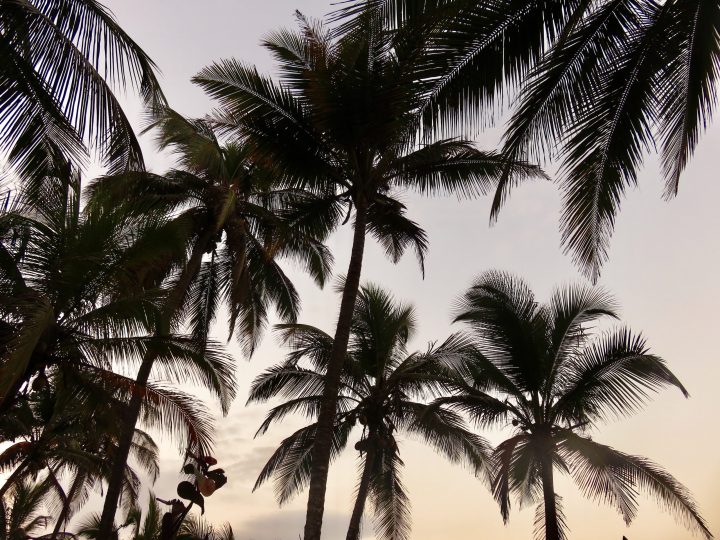 Palm trees at sunset in Palomino Colombia
