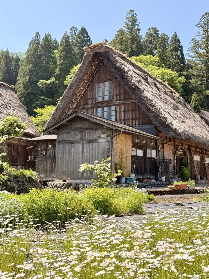 Traditional gassho-zukuri house with flowers in Shirakawago