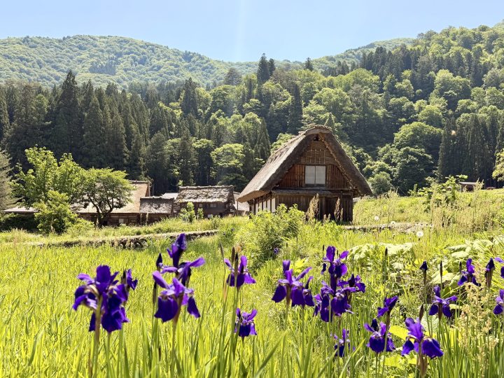 Shirakawago houses with purple flowers in the foreground