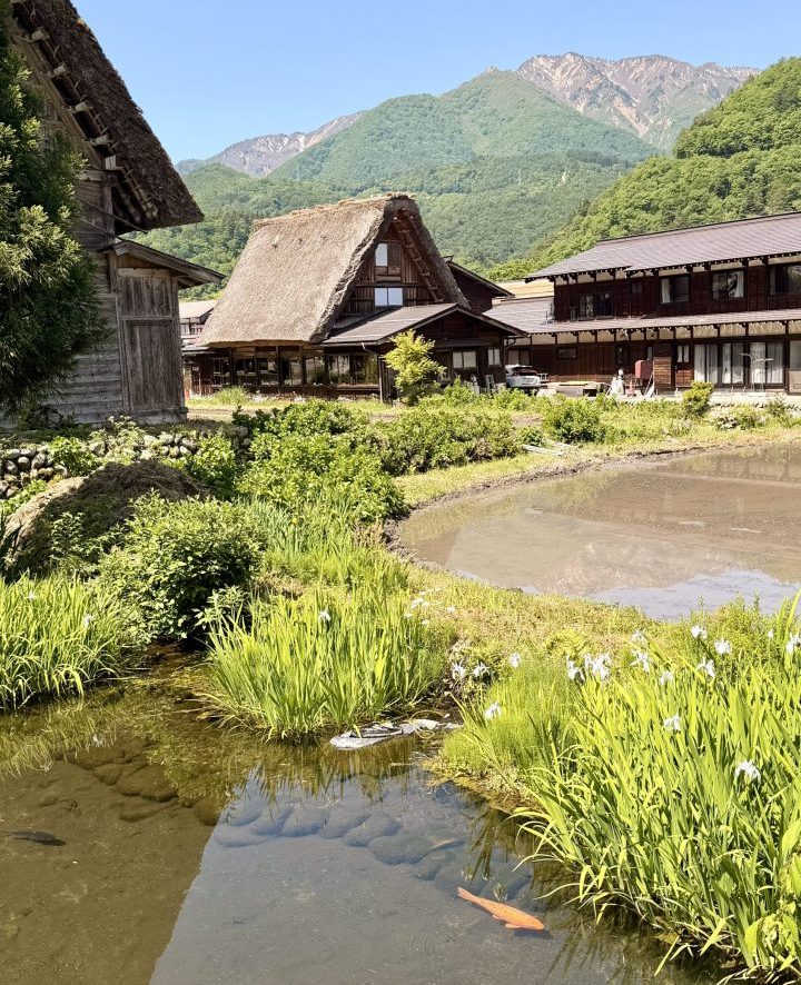 Fish swimming in a clear stream in Shirakawago village