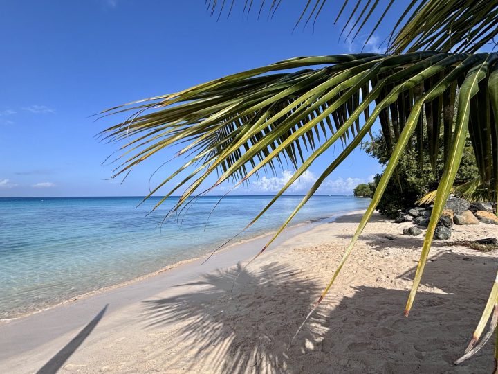 Palm trees and calm sea at Swallows Beach in Tobago