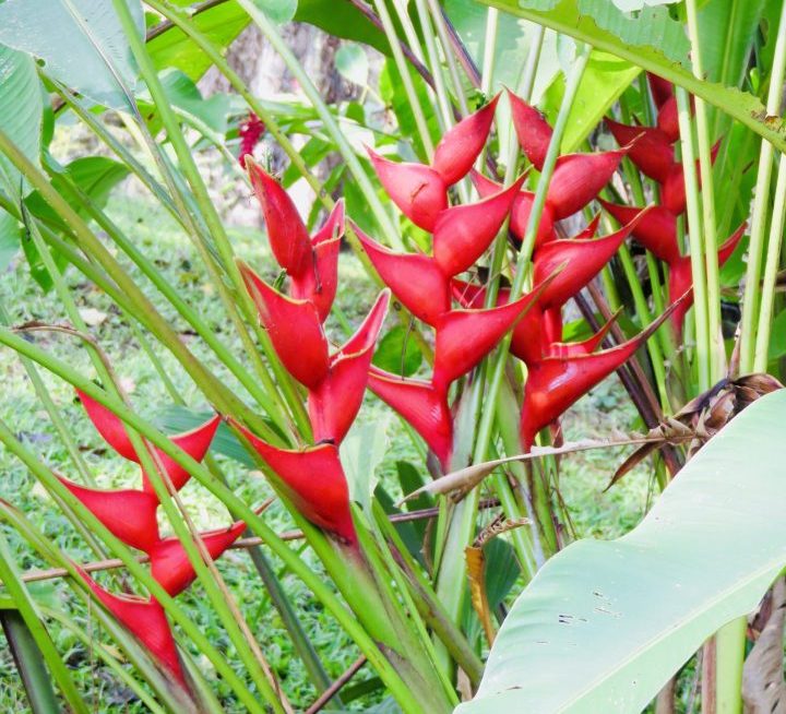 Red tropical flowers in the garden at El Retiro Lodge in Lanquin Guatemala